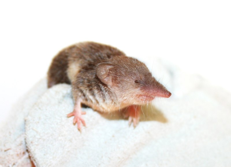 Crocidura suaveolens