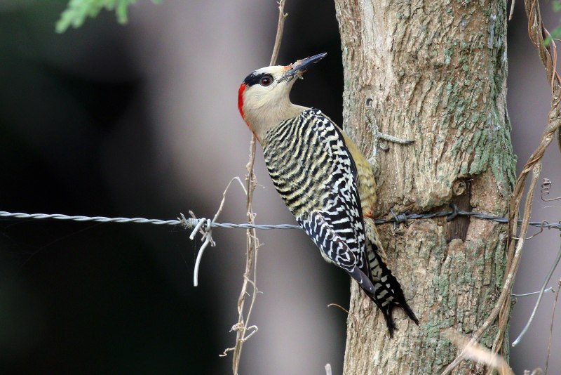 Melanerpes superciliaris