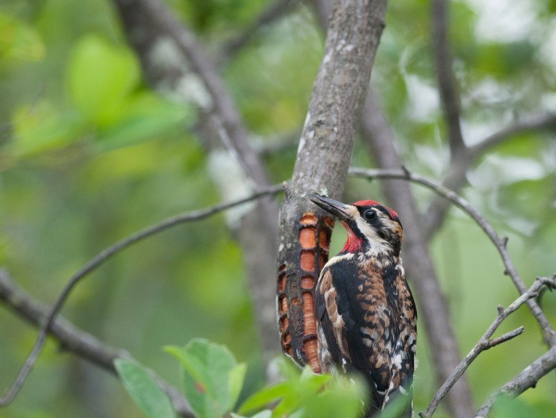 Sphyrapicus varius