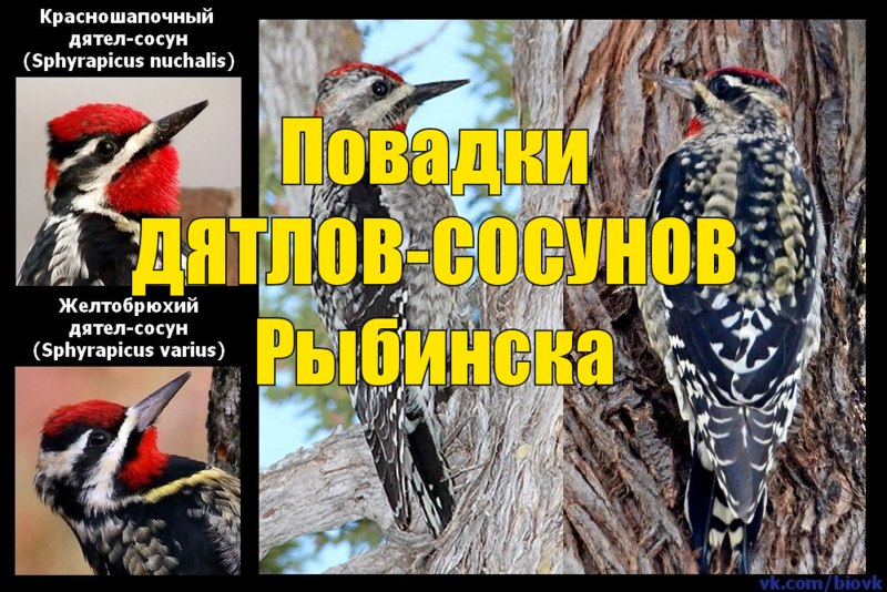 Краснопузый дятел сосун