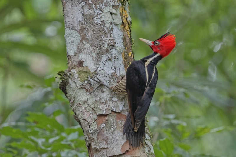 Императорский дятел (Campephilus Imperialis)