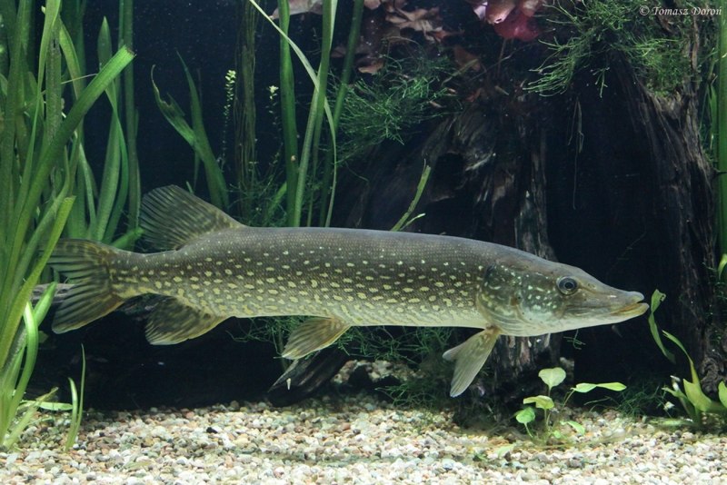 Обыкновенная щука (Esox Lucius)