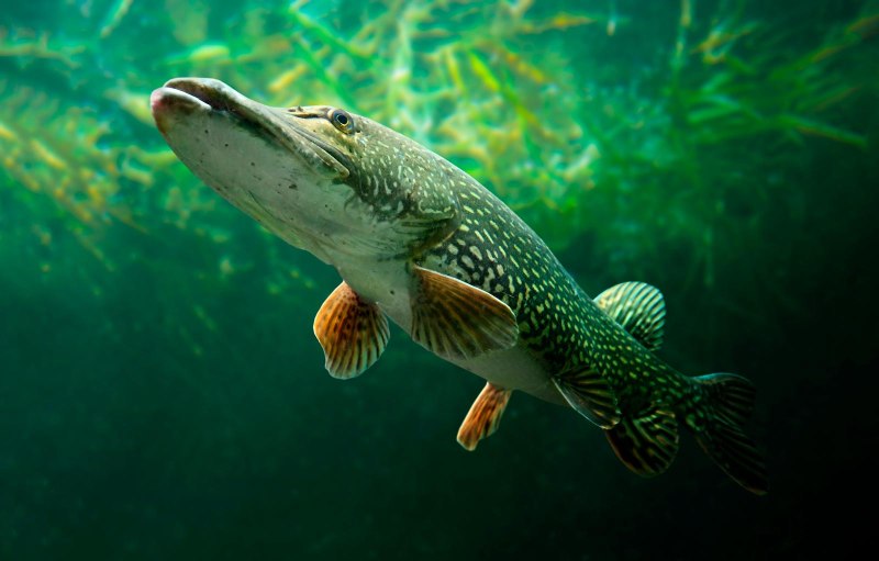 Обыкновенная щука (Esox Lucius)