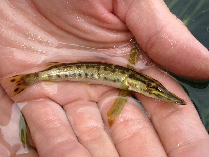 Esox masquinongy