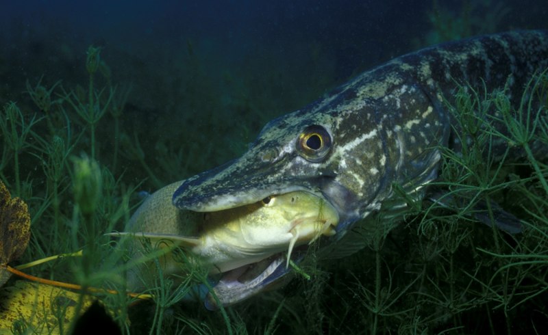 Щука Esox Lucius