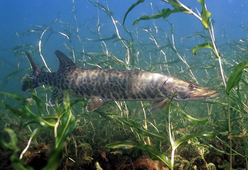 Esox masquinongy