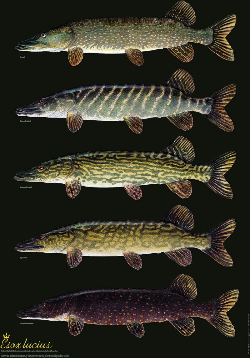 Щука Esox Lucius