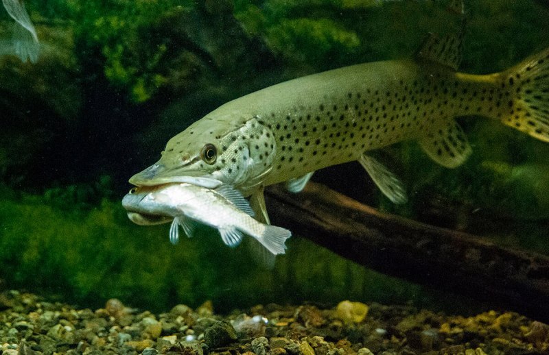 Обыкновенная щука (Esox Lucius)