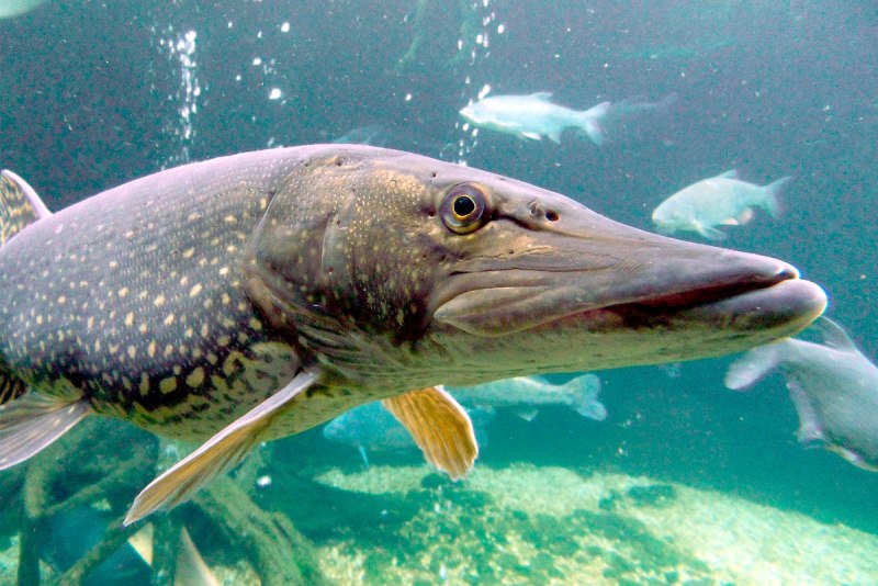 Щука Esox Lucius