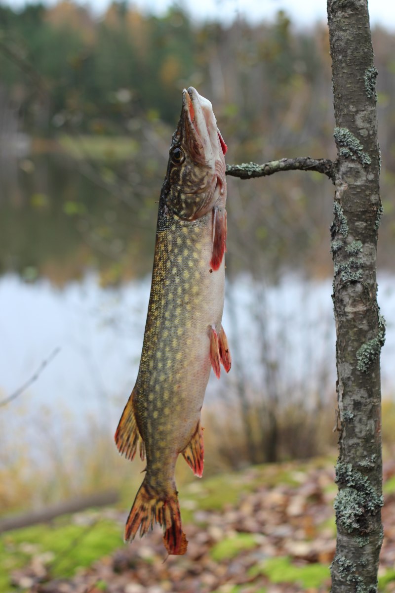Обыкновенная щука (Esox Lucius)