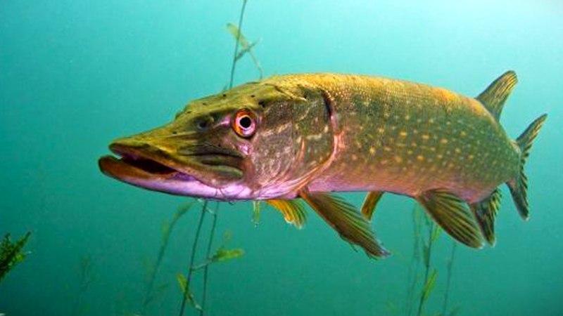 Вид обыкновенная щука - Esox Lucius