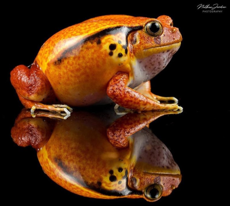 Узкорот Мюллера