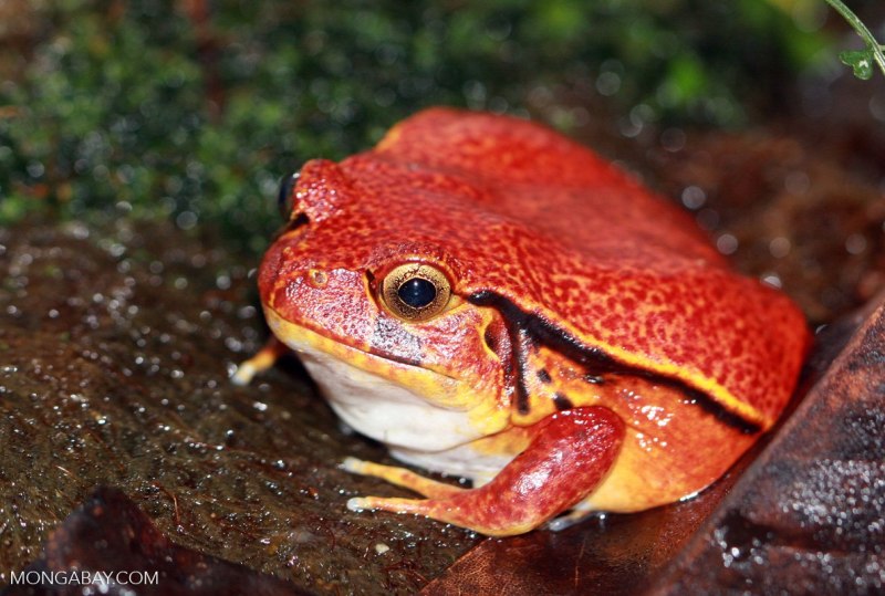 Dyscophus antongilii