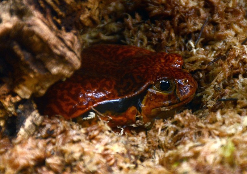 Dyscophus guineti