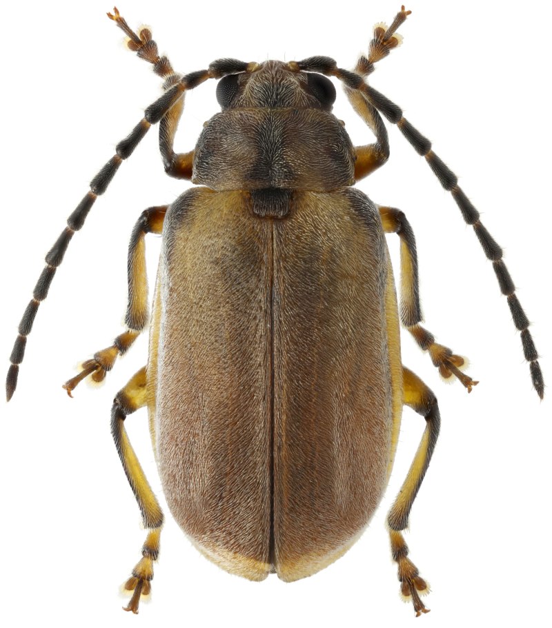 Badezorus annulicornis