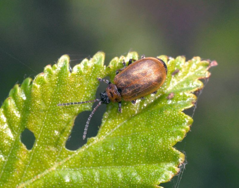 Листоед Lochmaea caprea Ивовая козявка