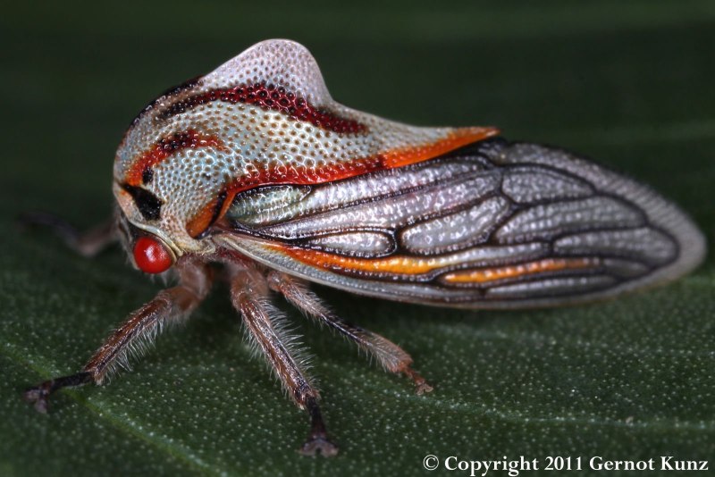 Treehoppers Aetalionidae