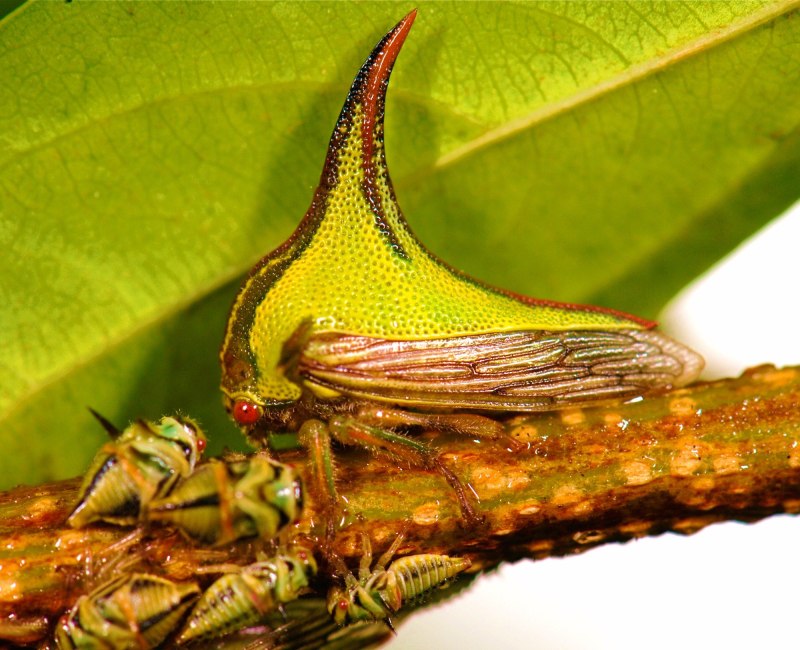 Umbonia crassicornis