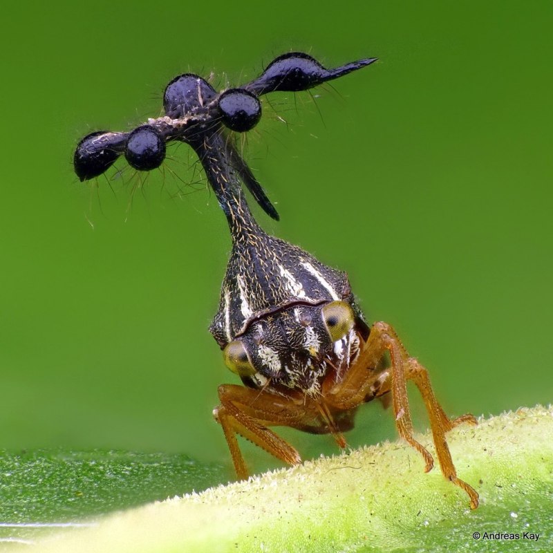 Бразильская Горбатка (Bocydium globulare)