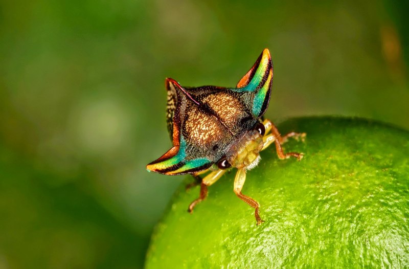 Жуки Umbonia spinosa