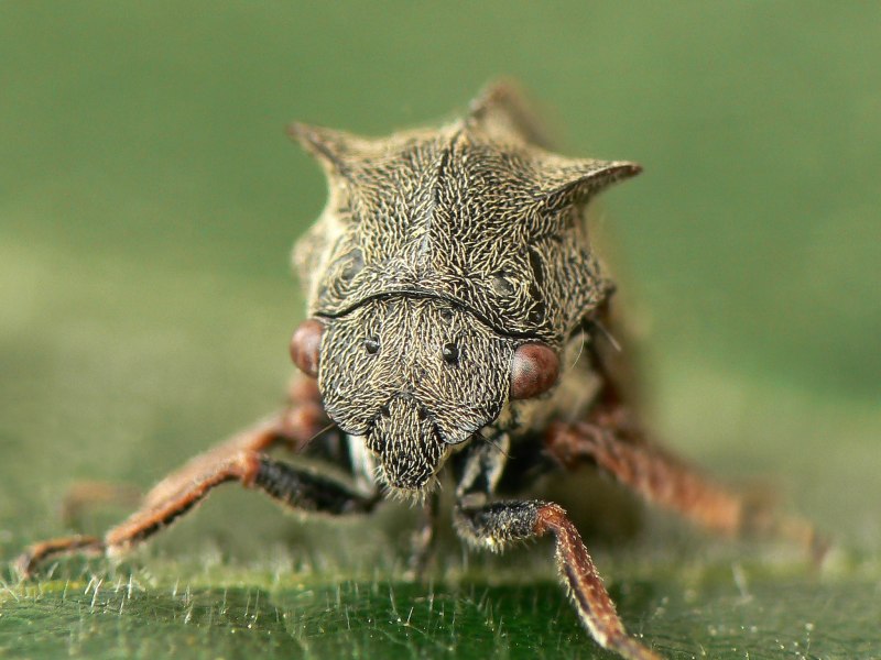 Горбатка рогатая Centrotus cornutus