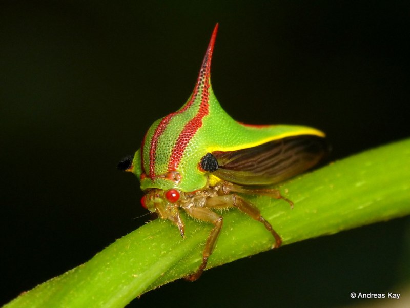 Жуки Umbonia spinosa