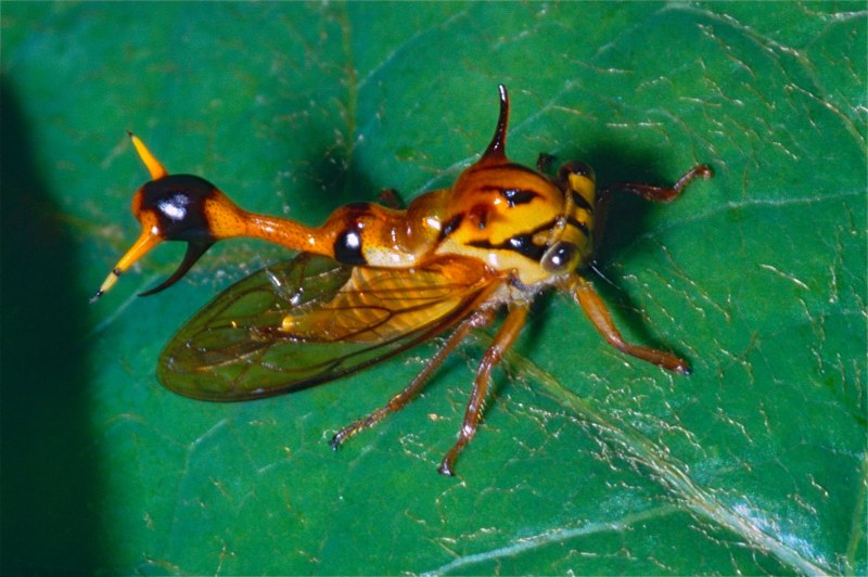 Бразильская Горбатка (Bocydium globulare)