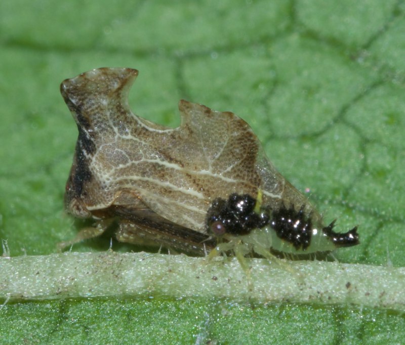 Micrutalis