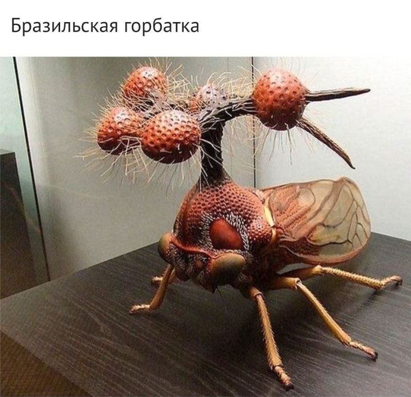Жук Горбатка бразильская