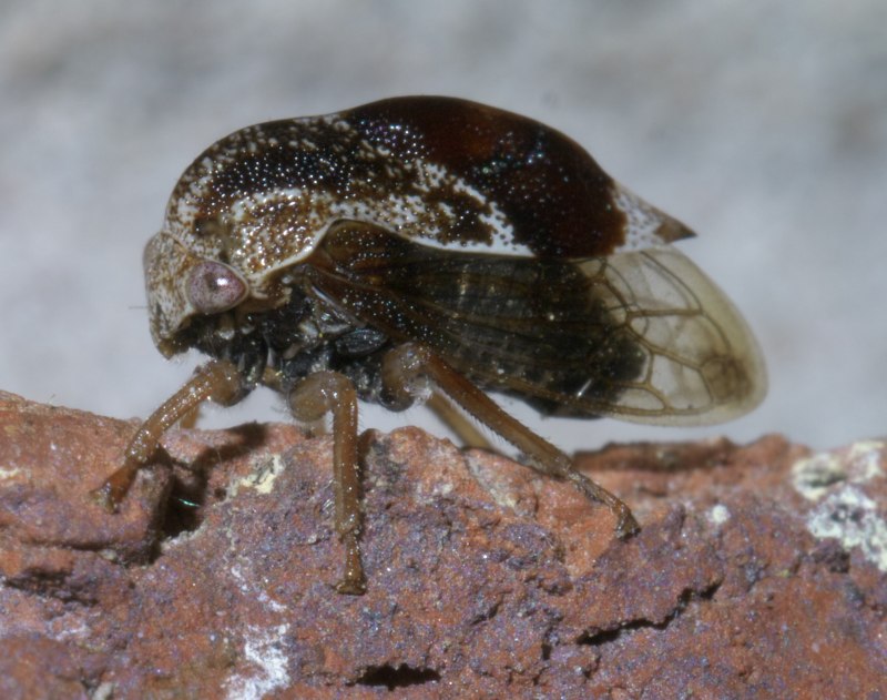 Smiliinae