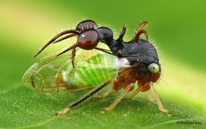 Горбатка вида Cyphonia clavata