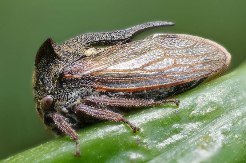 Centrotus cornutus