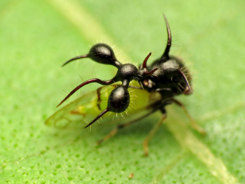 Cyphonia clavata