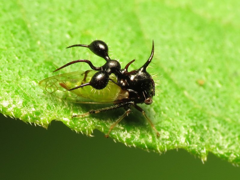 Бразильская Горбатка (Bocydium globulare)
