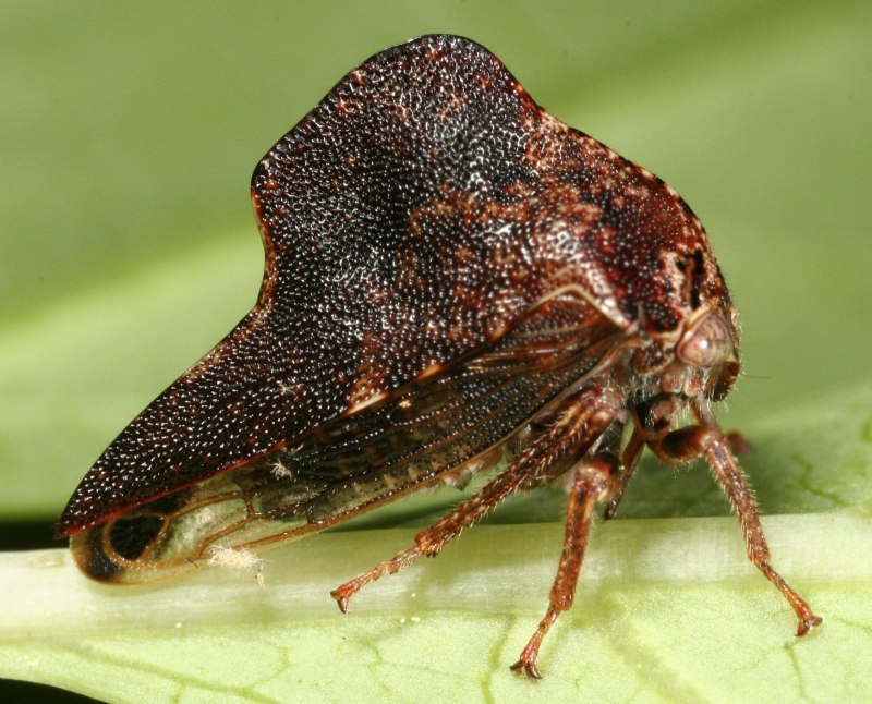 Treehoppers Aetalionidae