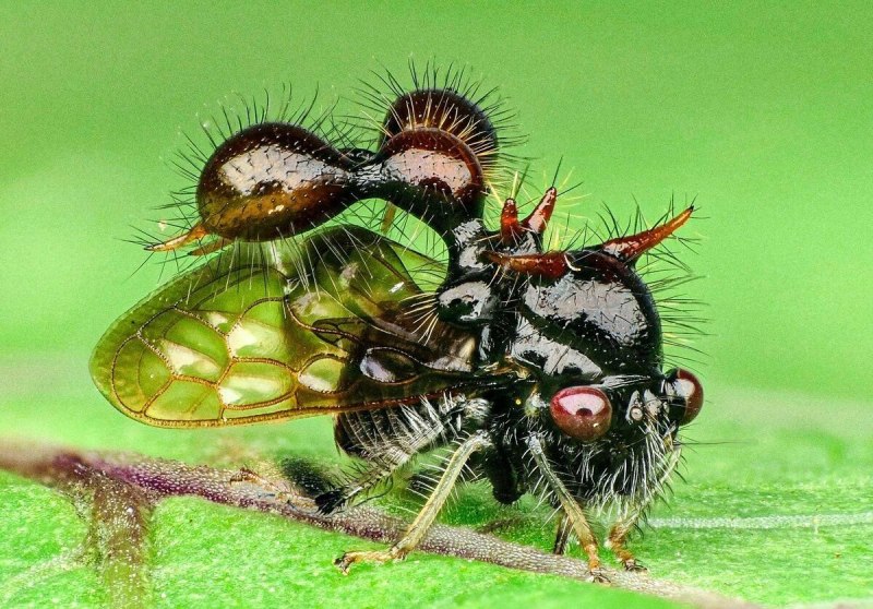 Cyphonia clavata