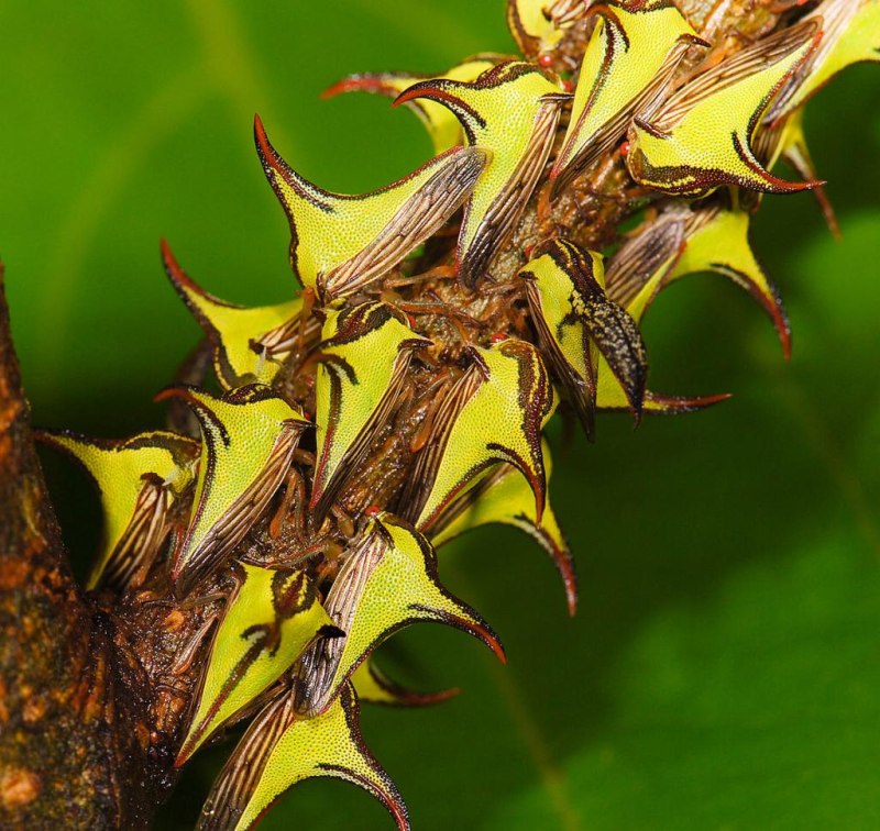 Umbonia crassicornis