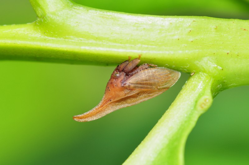 Schizura concinna