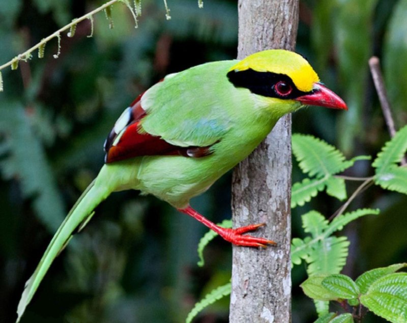 Cissa chinensis