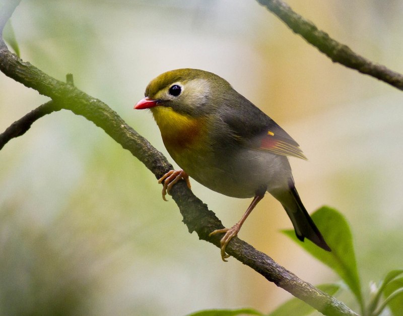 Китайский Соловей Leiothrix lutea