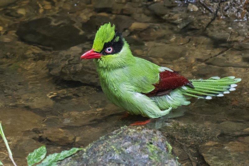 Восточная цисса (Cissa hypoleuca)
