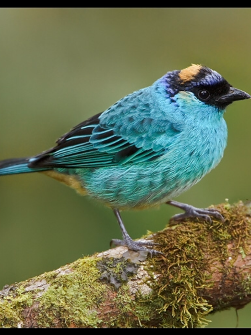 Tana Bird