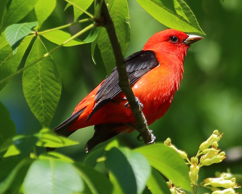 Tanager перевод