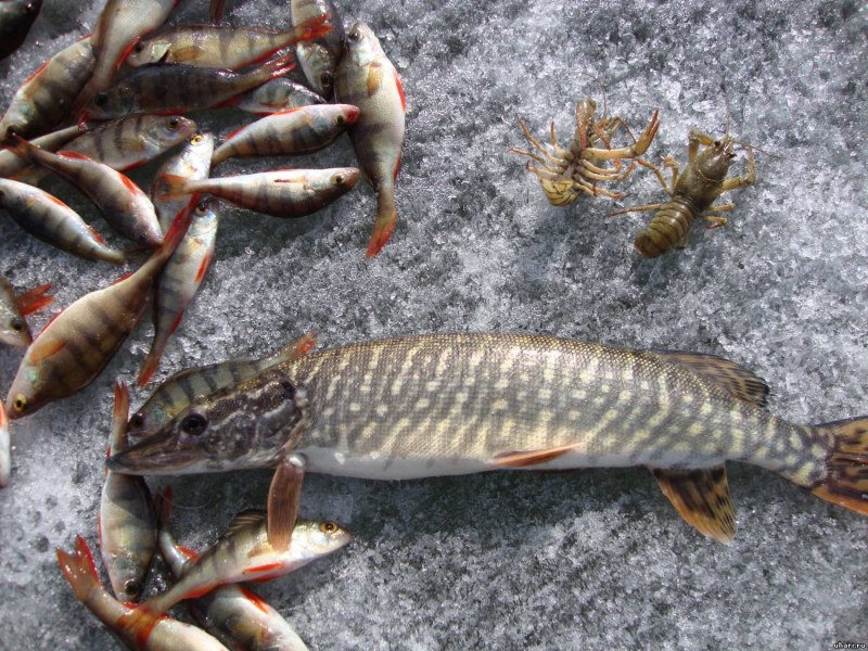 Рыба Песчанка морская