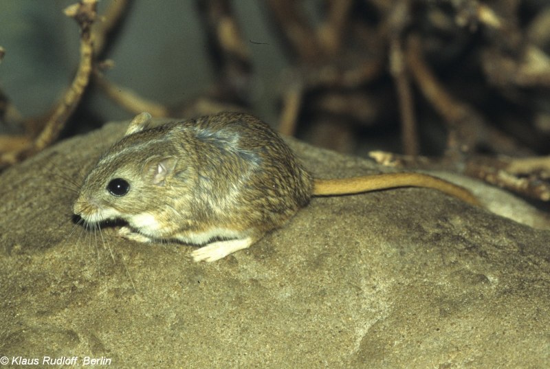 Meriones Meridianus