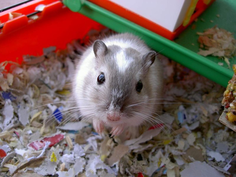 Gerbil Песчанка