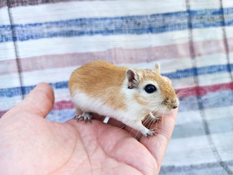 Песчанка монгольская
