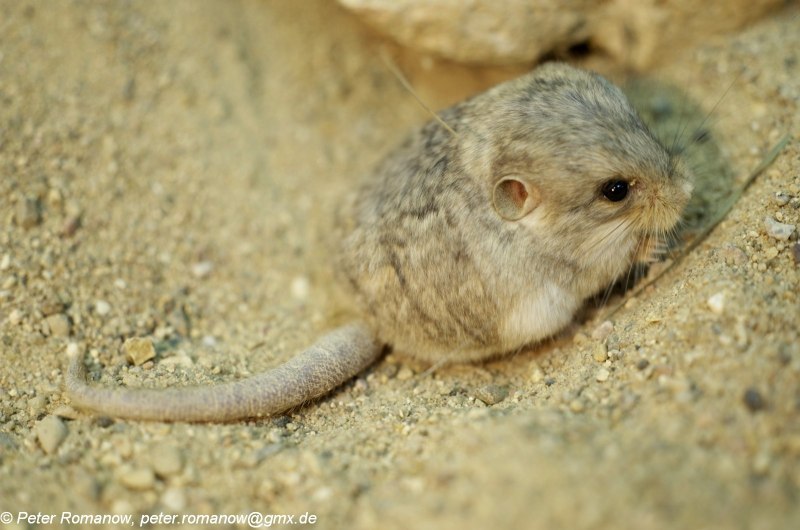 Thick-tailed Pygmy Jerboa