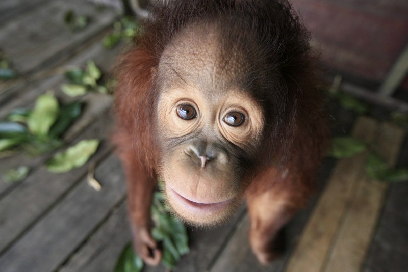Angry pongo