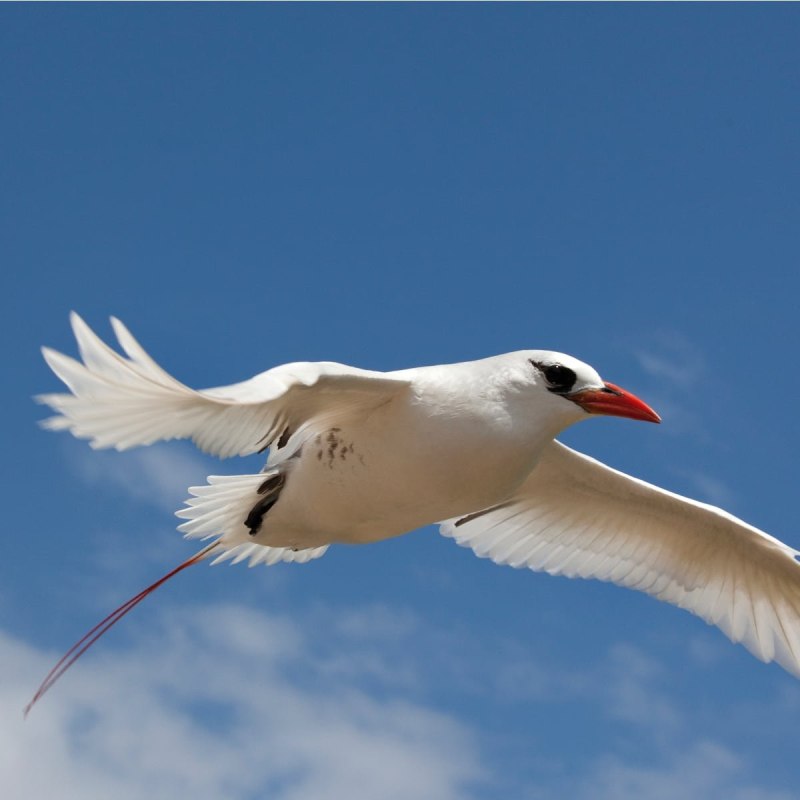Red tailed Tropicbird